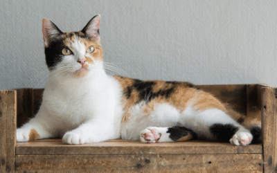 Why a Calico Cat Explains G6PD Deficiency in Women: Understanding X-Inactivation
